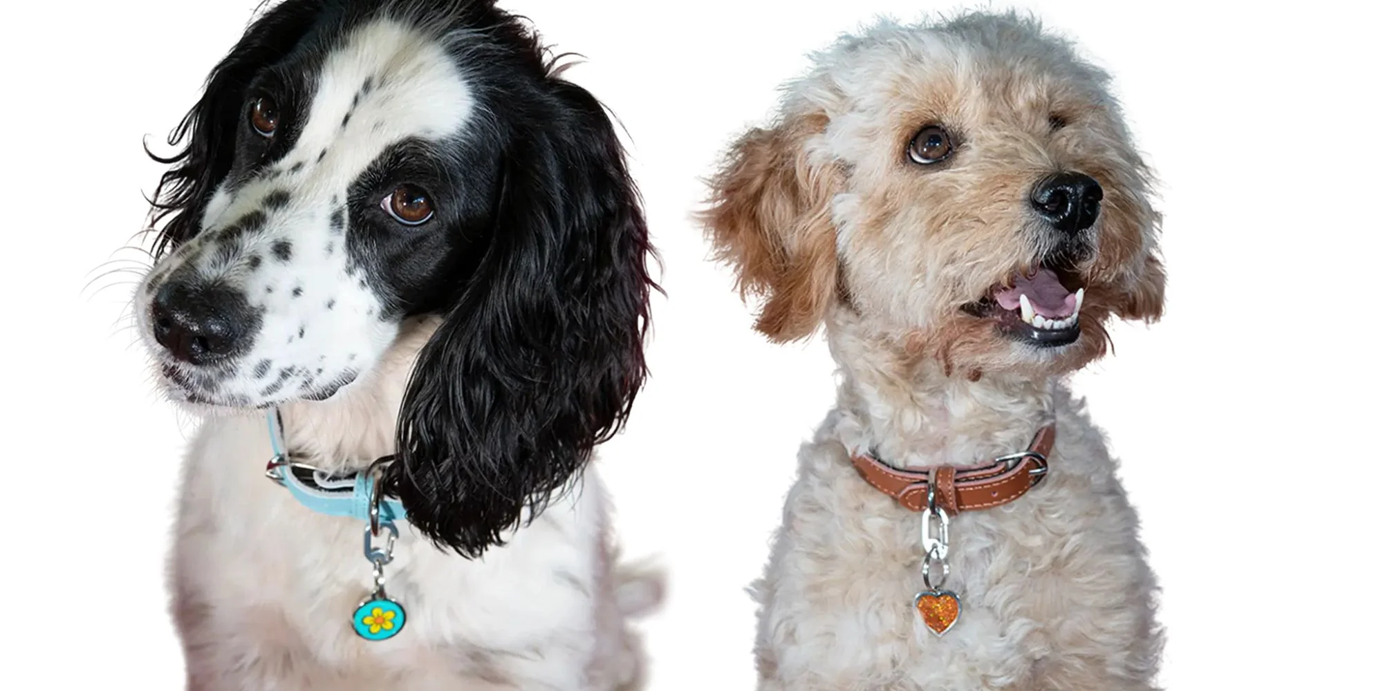 Stylish Tags for Every Pet